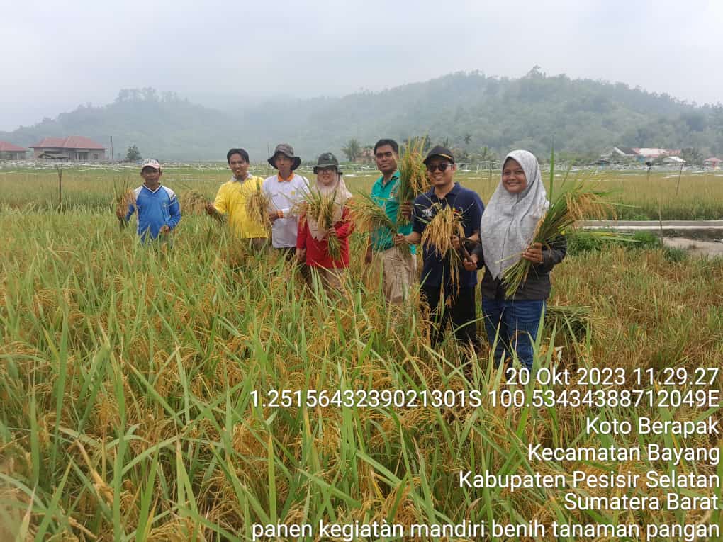 PANEN KEGIATAN MANDIRI BENIH  TANAMAN PANGAN (MANTAP) DI KEC BAYANG