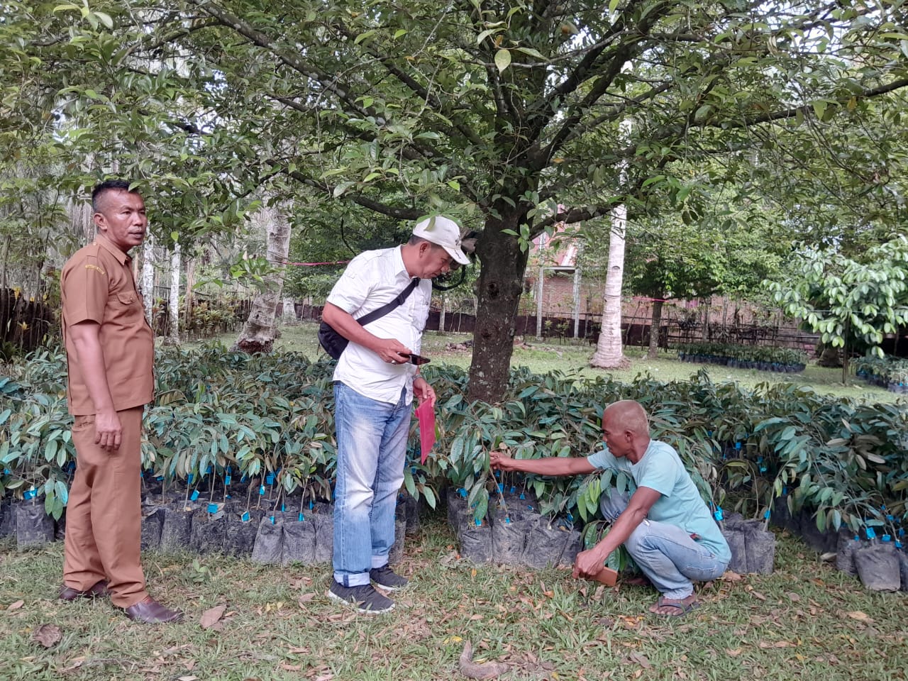 PEMERIKSAAN BANTUAN BIBIT DURIAN DI KECAMATAN AIR PURA