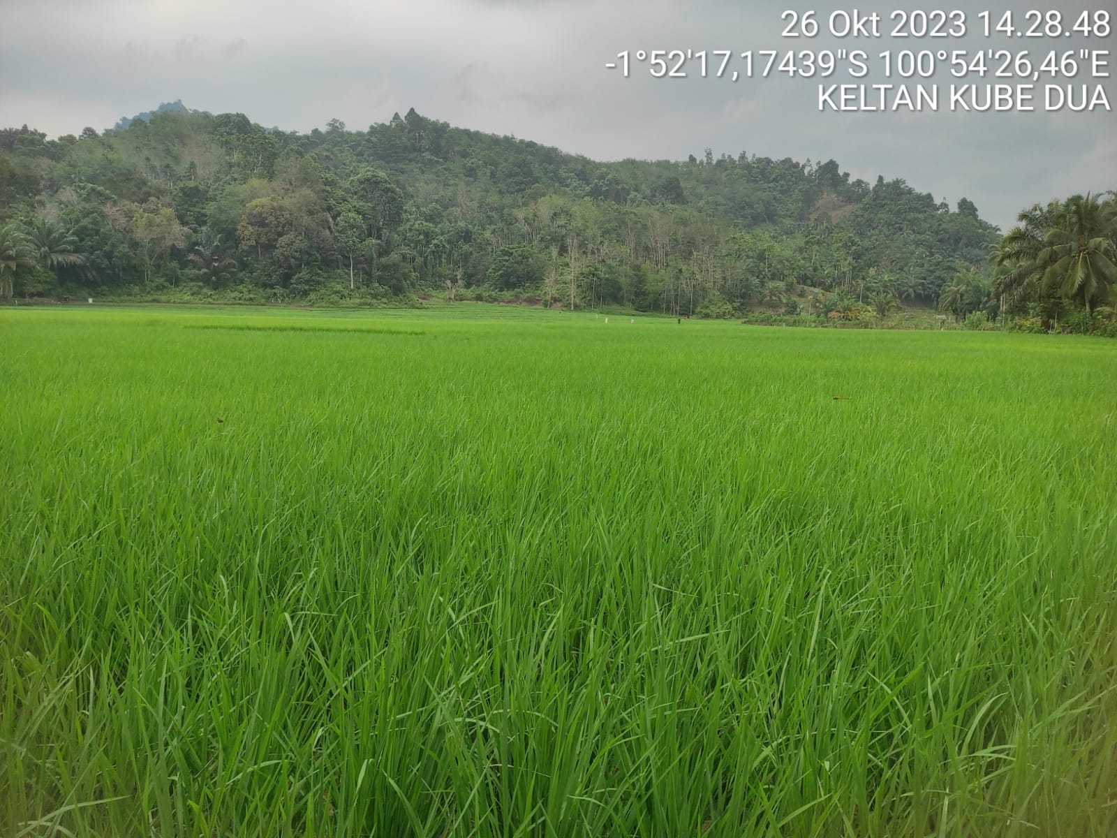 CP/CL KE KELOMPOK TANI KUBE DUA NAGARI PUNGGASAN TIMUR  KECAMATAN  LINGGO SARI BAGANTI