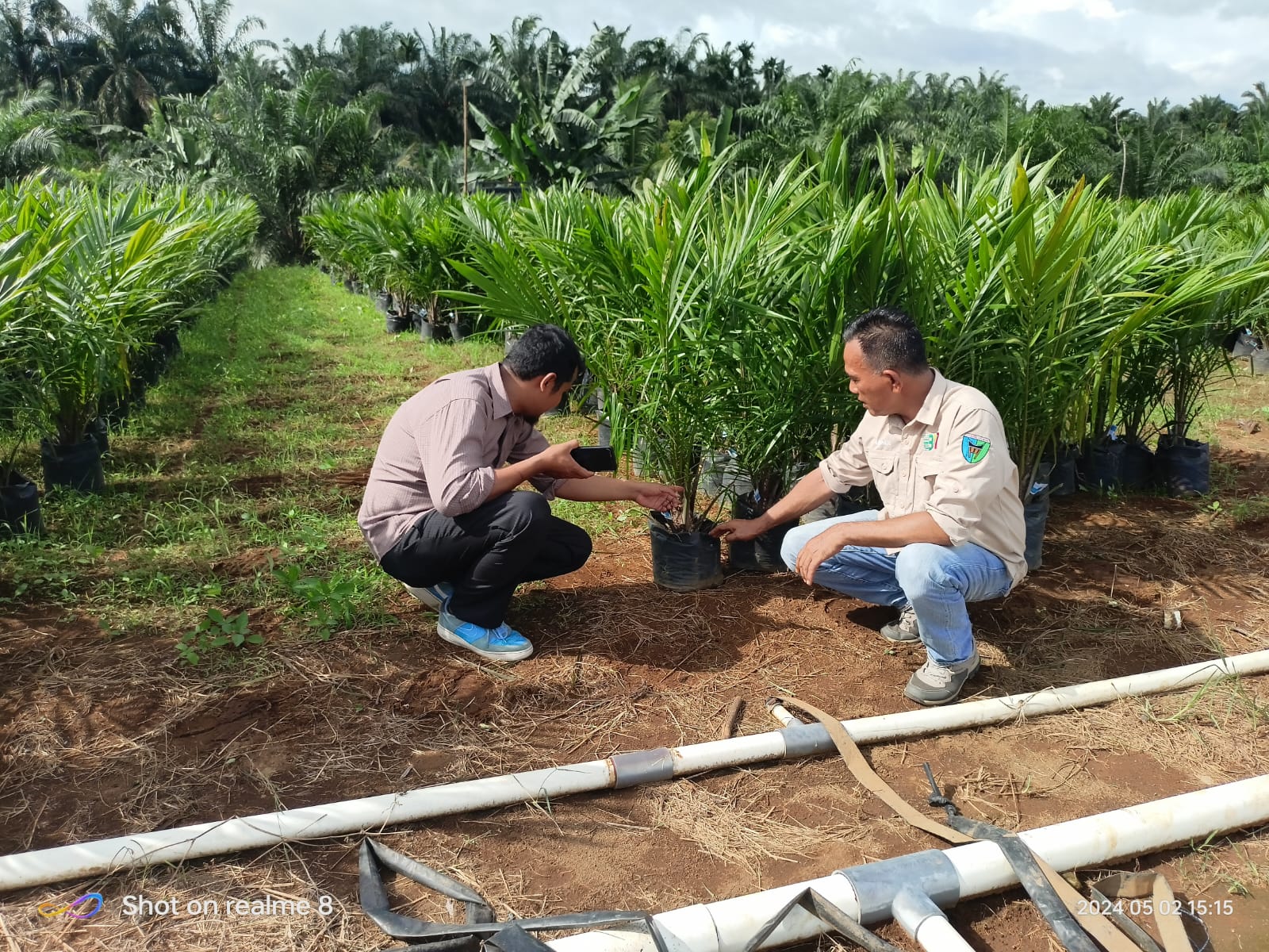BENIH BERSERTIFIKAT DAN BERMUTU MENENTUKAN PRODUKSI DAN KUALITAS TANAMAN
