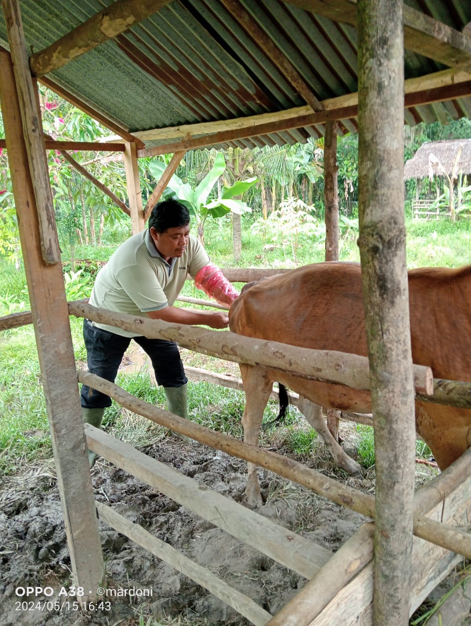 Inseminasi Buatan di Wilayah Puskeswan Painan