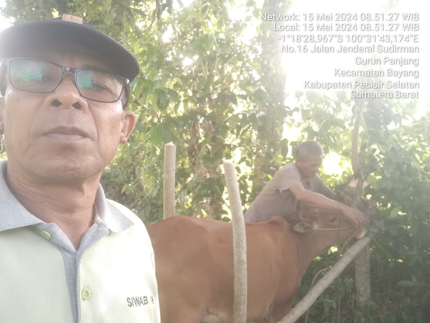 Inseminasi Buatan di Wilayah Puskeswan Painan