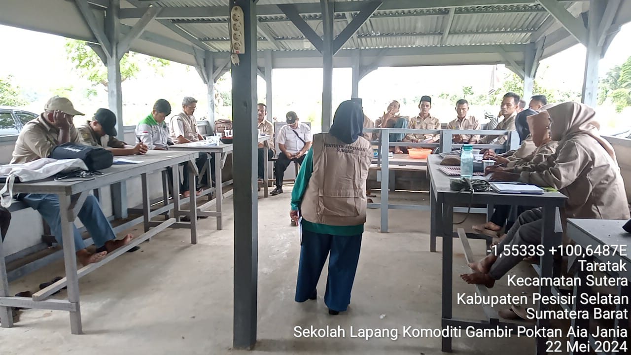 Pelaksanaan Sekolah Lapang Tanaman Gambir di Poktan Aie Janiah Kec. Sutera