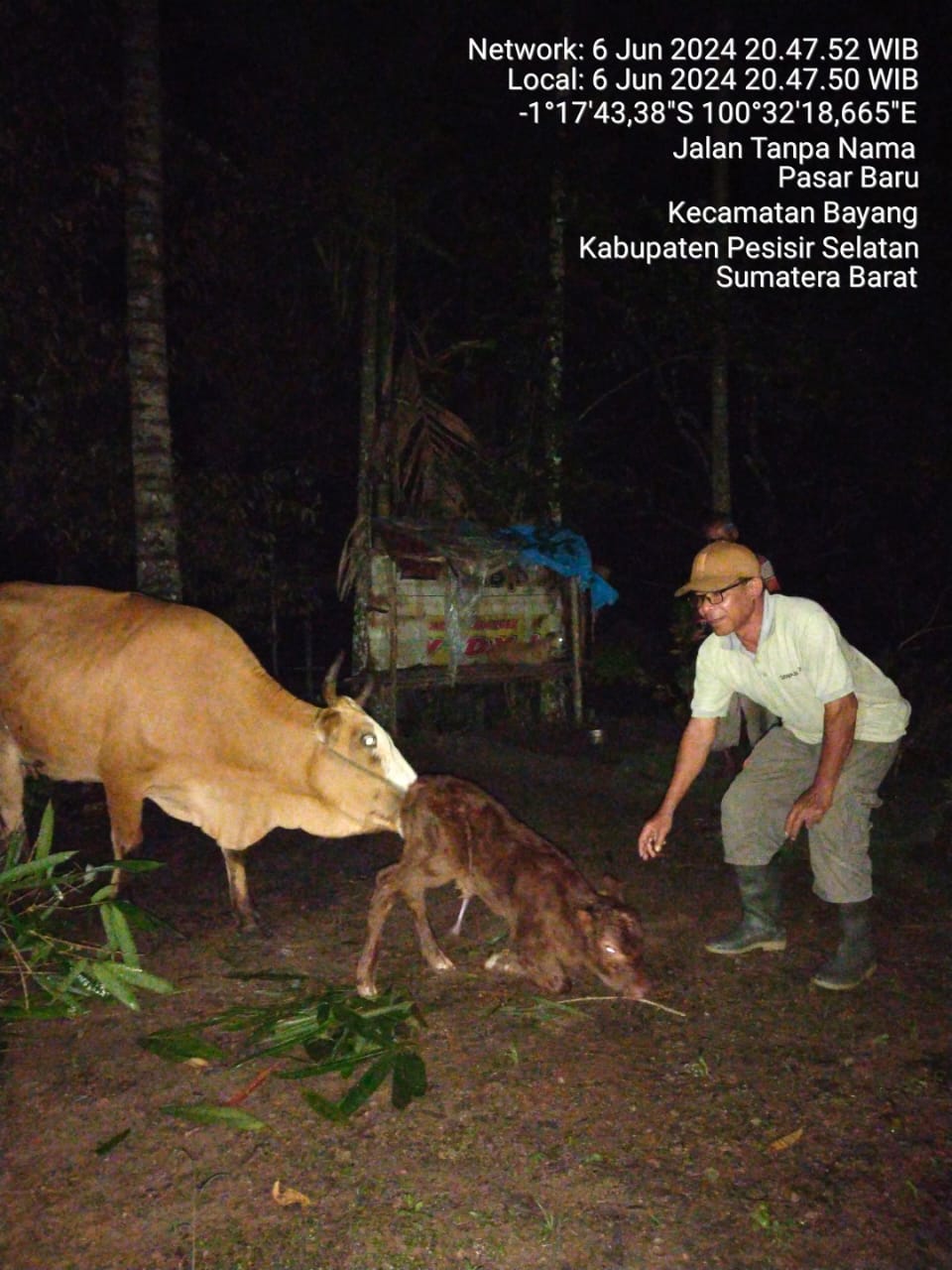 DISTOKIA PADA SAPI MENYULITKAN PROSES PERSALINAN, DIPERLUKAN INTERVENSI CEPAT DARI DOKTER HEWAN ATAU