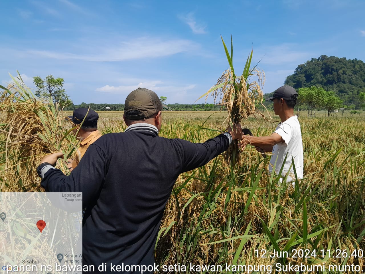 TPH- PANEN NS BAWAAN DI KELTAN SETIA KAWAN KECAMATAN SUTERA