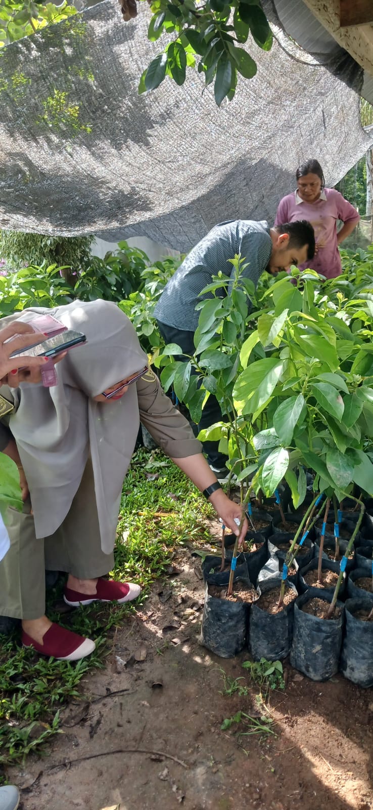 TPH-PEMERIKSAAN BIBIT ALPUKAT DI RANAH PESISIR OLEH KEPADA BIDANG TPH