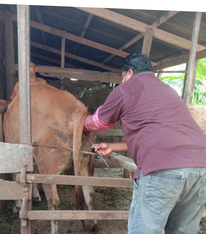 Inseminasi Buatan di Wilayah Puskeswan Painan