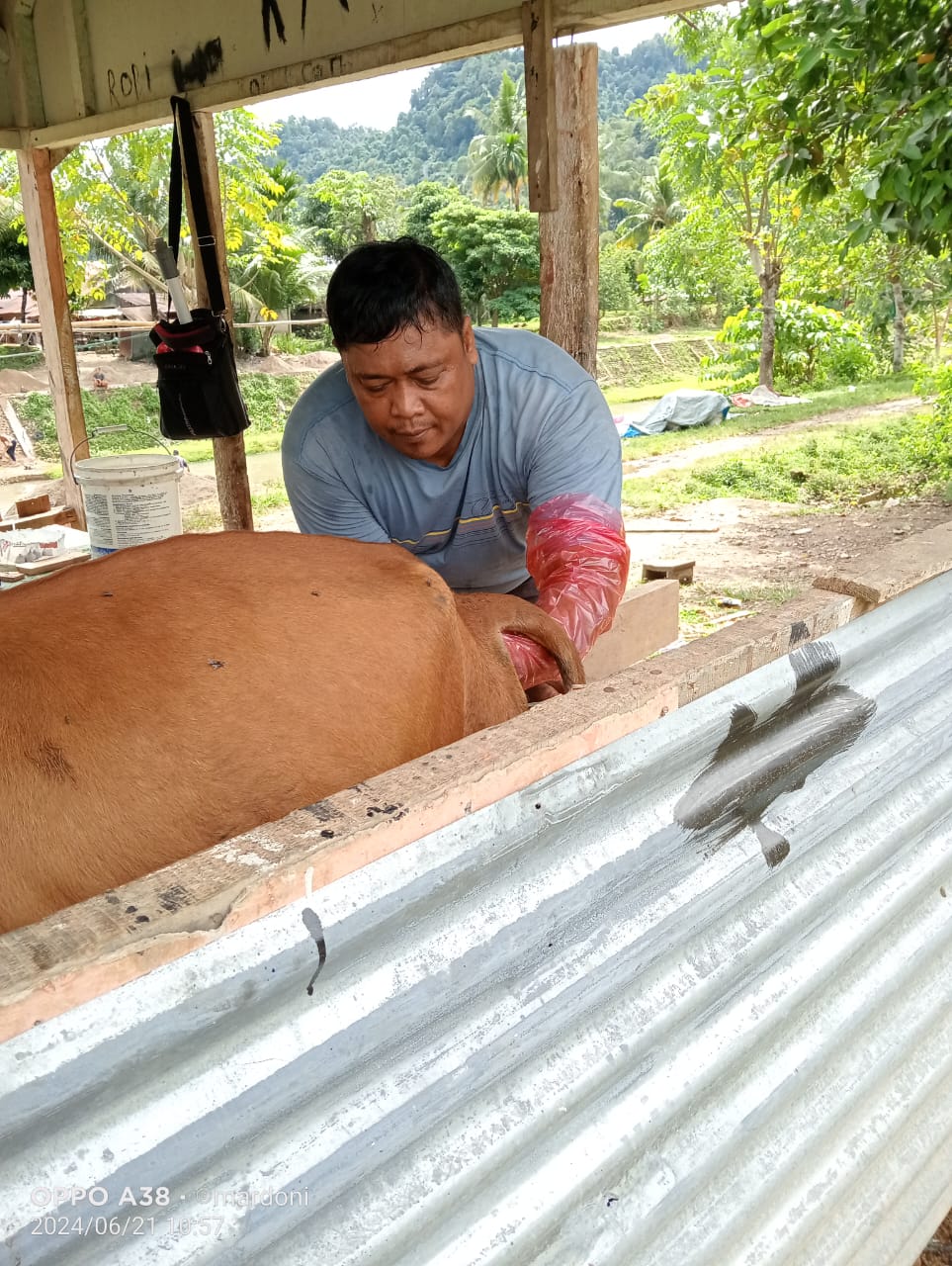 Inseminasi Buatan di Wilayah Puskeswan Painan