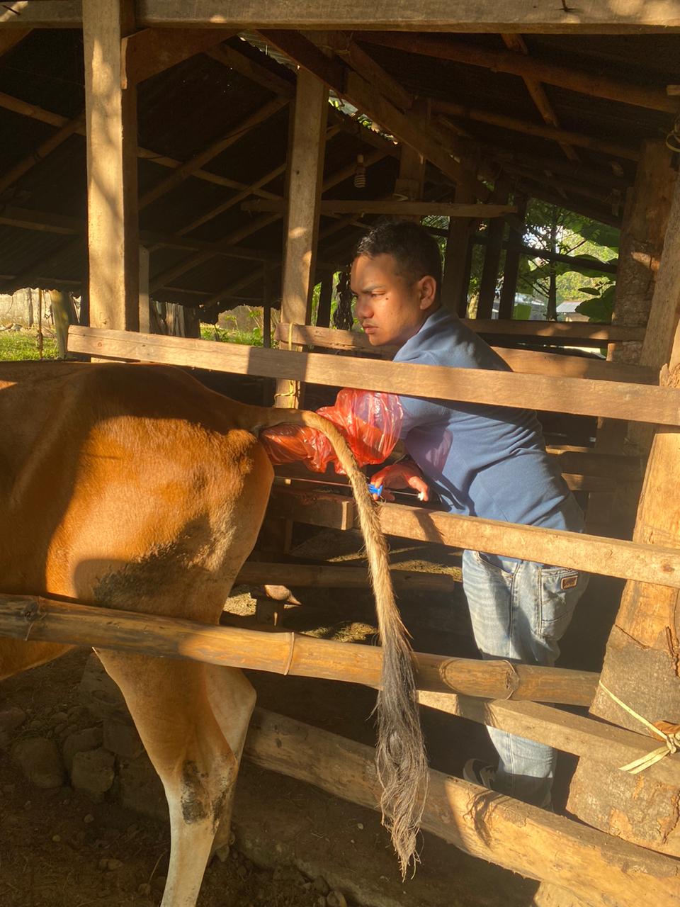 Inseminasi Buatan / Kawin Suntik pada sapi di nagari Koto VIII Kecamatan Ranah Pesisir