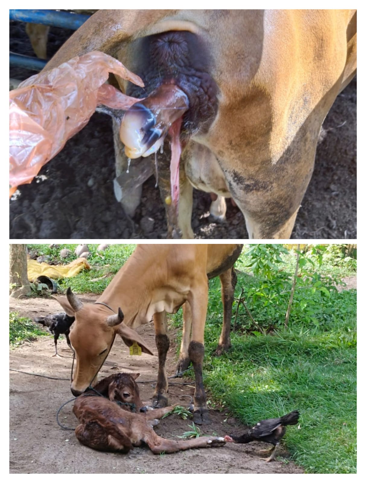 DISTOKIA PADA SAPI MENYULITKAN PROSES PERSALINAN, DIPERLUKAN INTERVENSI CEPAT DARI DOKTER HEWAN ATAU