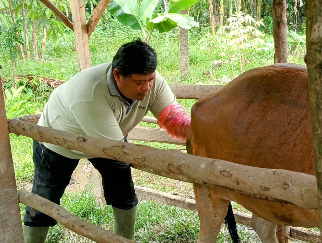 Inseminasi Buatan di Wilayah Puskeswan Painan