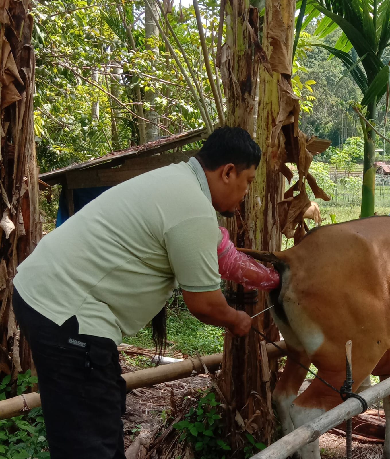Inseminasi Buatan di Wilayah Puskeswan Painan
