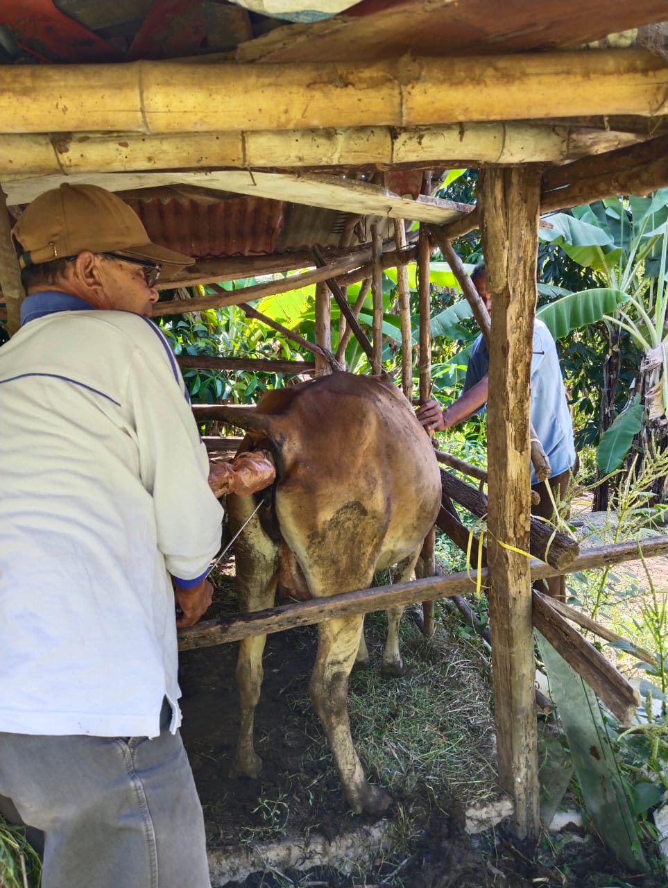 Inseminasi Buatan di Wilayah Puskeswan Painan