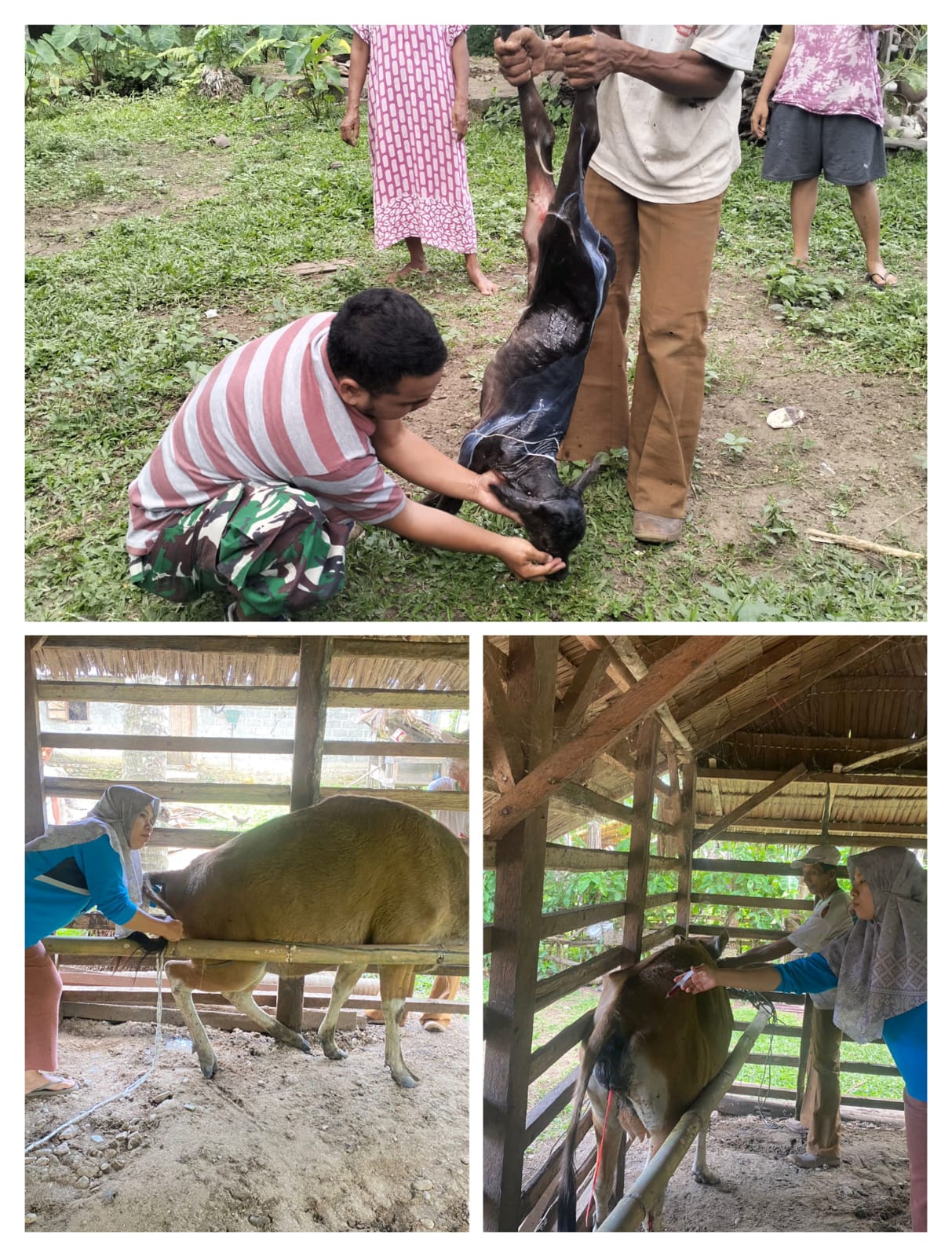 Penanganan distokia pada ternak sapi bali di nagari Sungai Tunu Kecamatan Ranah Pesisir