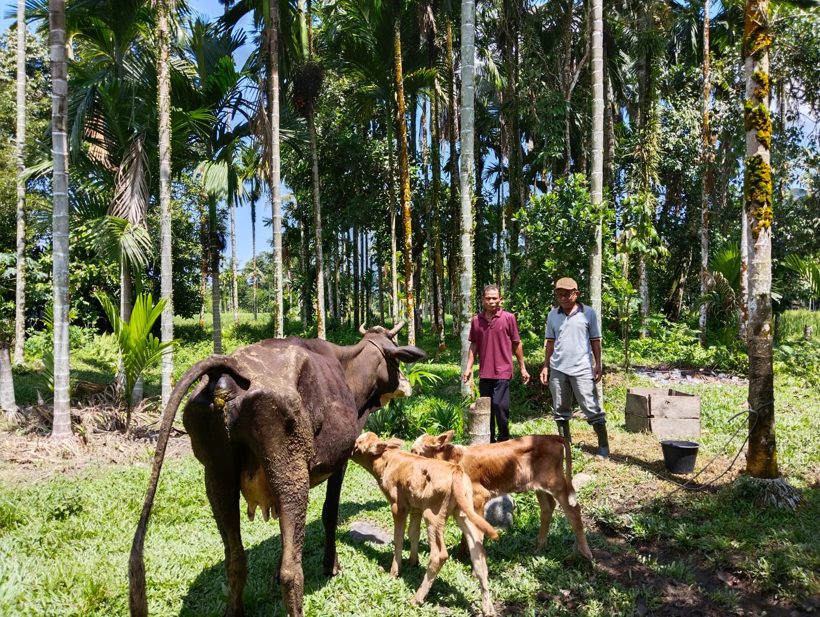 KELAHIRAN SAPI DENGAN METODE PERKAWINAN INSEMINASI BUATAN
