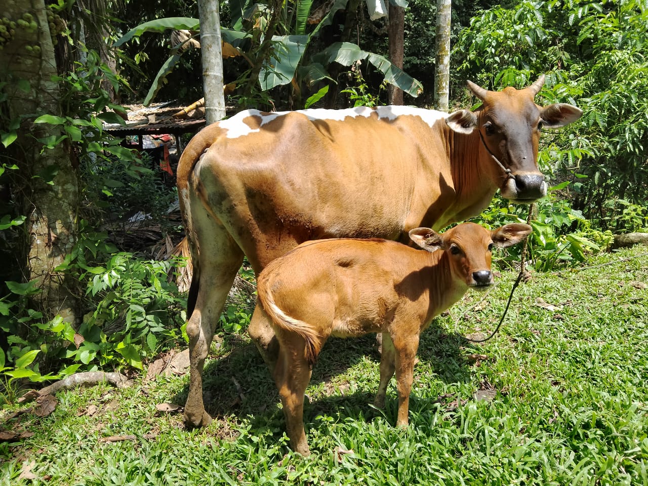 KELAHIRAN SAPI DENGAN METODE PERKAWINAN INSEMINASI BUATAN
