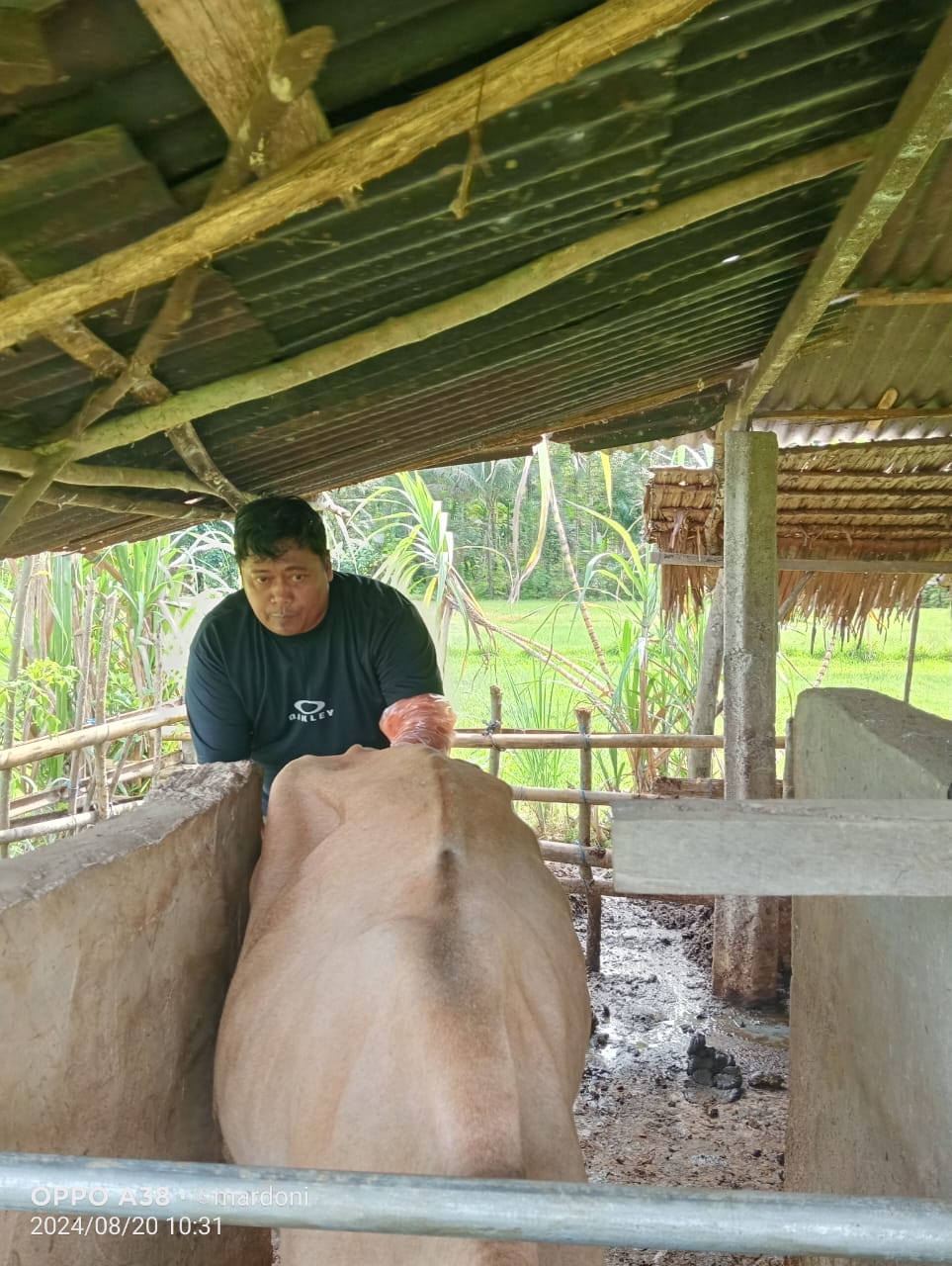 Inseminasi Buatan di Wilayah Puskeswan Painan