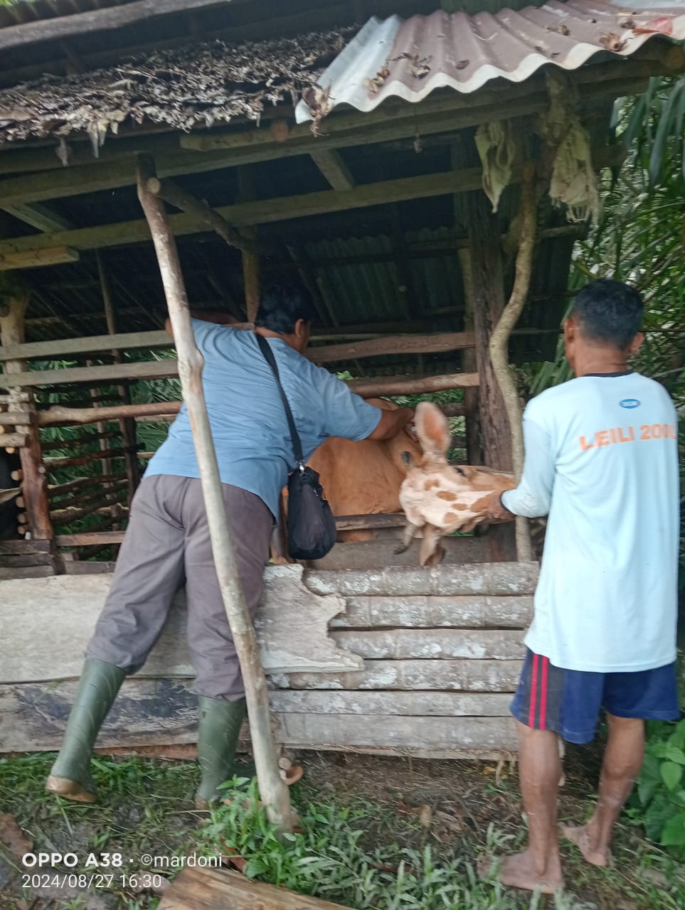 KELAHIRAN SAPI DENGAN METODE PERKAWINAN INSEMINASI BUATAN