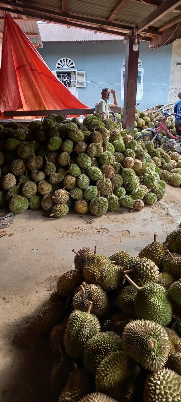 TPH-MONEV DURIAN PESISIR DI KECAMATAN BATANG KAPAS