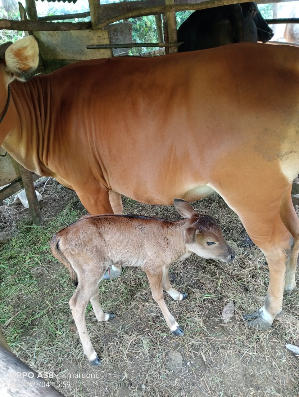 KELAHIRAN SAPI DENGAN METODE PERKAWINAN ALAMI