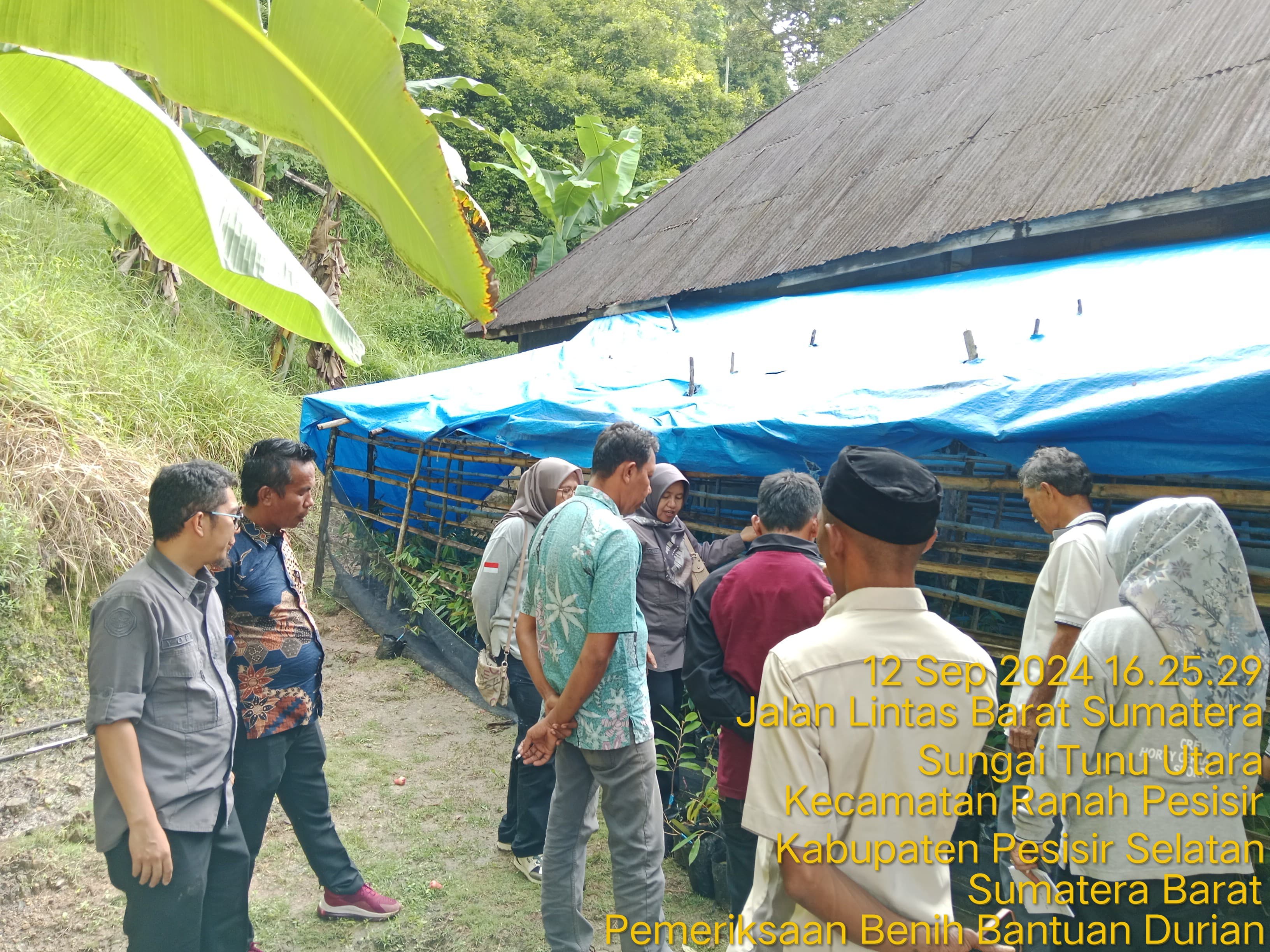 TPH-PEMERIKSAAN BIBIT DURIAN DI KECAMATAN RANAH PESISIR