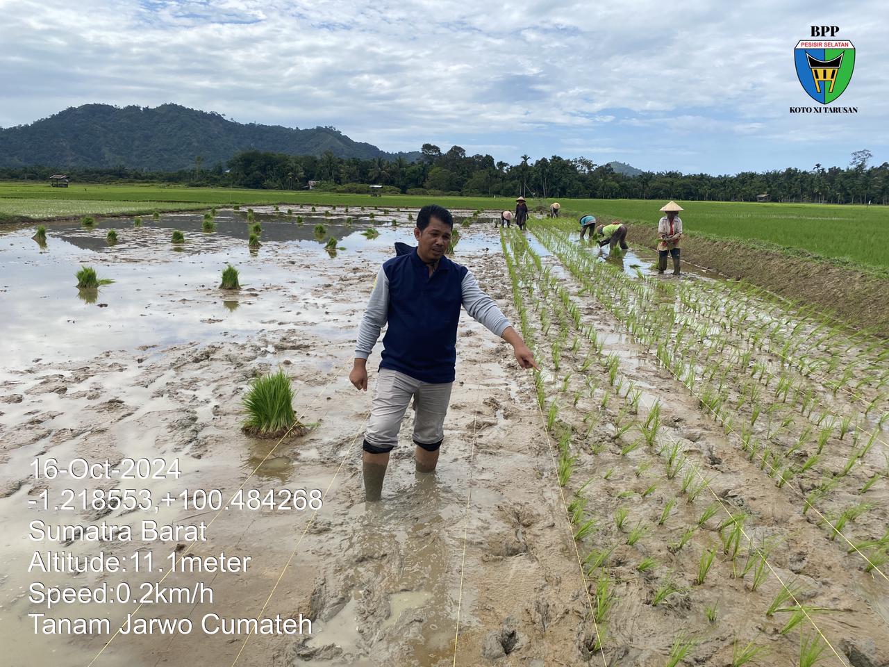 Tanam jarwo poktan cumateh