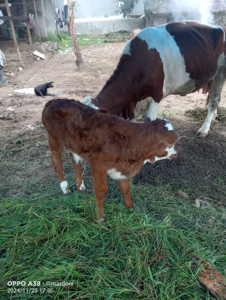 Kelahiran Sapi Simental Di Kenagarian Sago Salido melalui Inseminasi Buatan