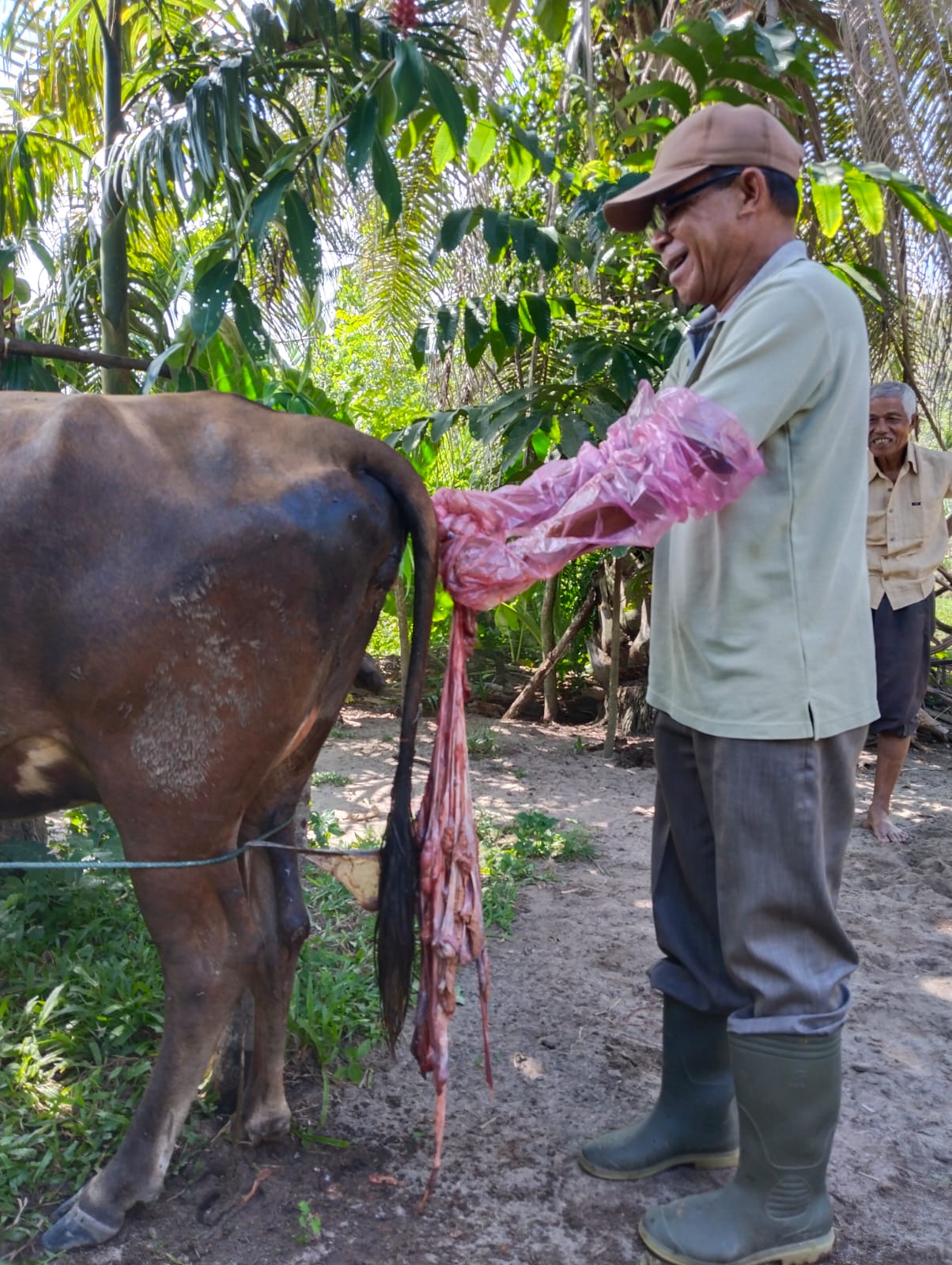 Pelayanan Retensio Plasenta Pada Ternak Sapi di Nagari Sago-Salido