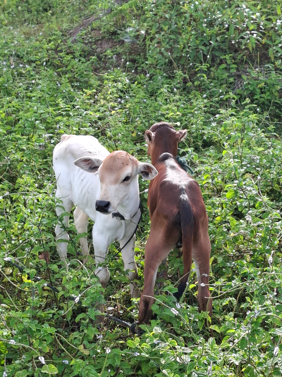 Dua Ekor Pedet Jantan Hasil Inseminasi Buatan Lahir di Nagari Painan Selatan