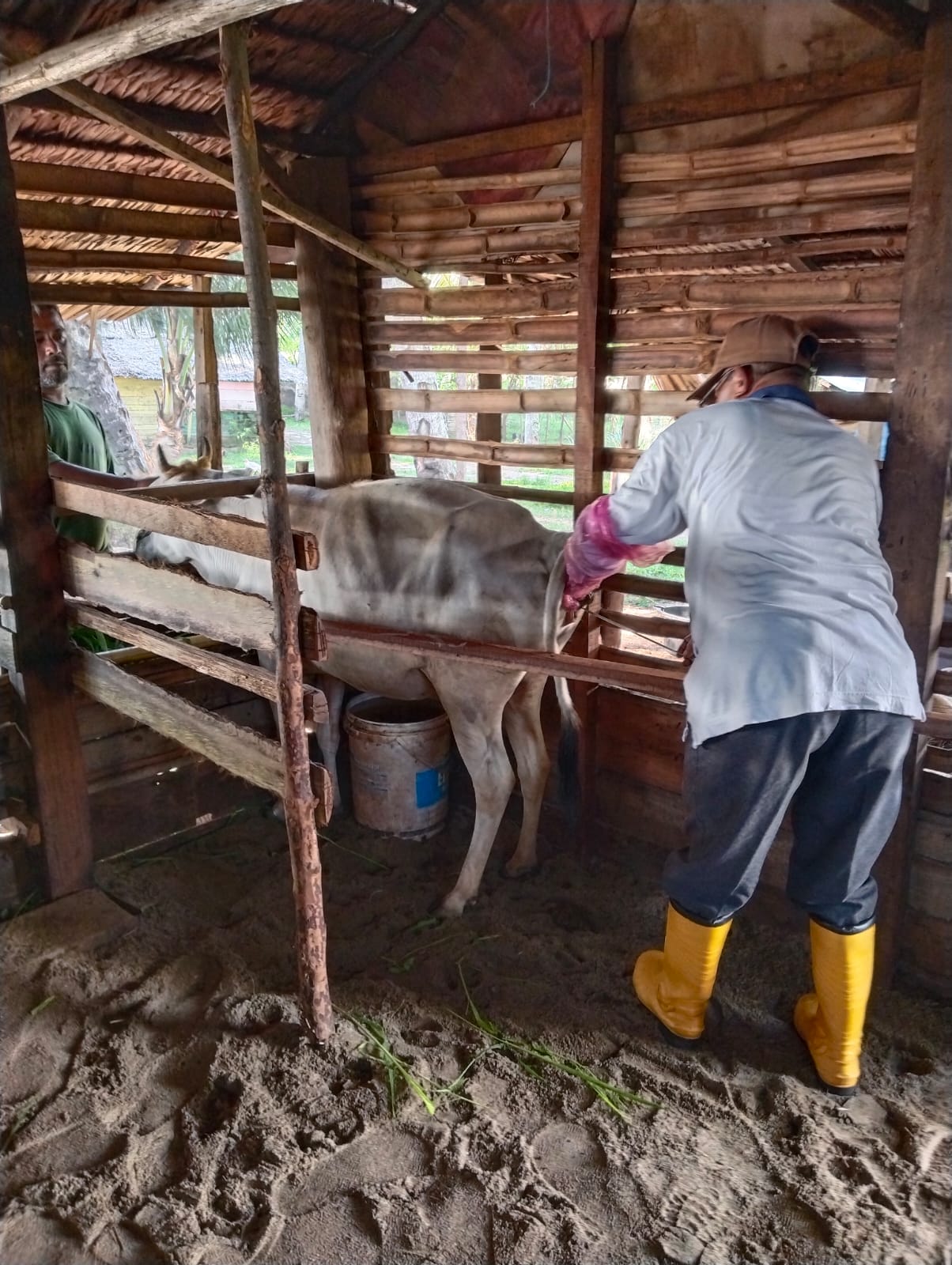 Pelayanan Inseminasi Buatan pada Sapi di Nagari Koto Salido oleh Petugas Medik Veteriner