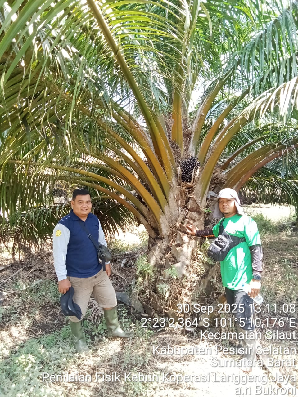 Penilaian Fisik Kebun Kelapa Sawit di Koperasi LANGGENG JAYA Nagari Sungai Pulai Kecamatan Silaut.