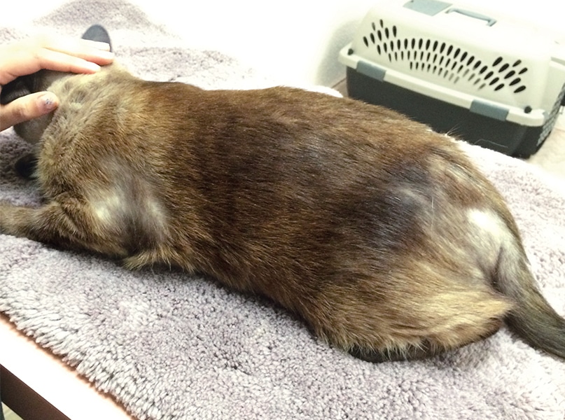 FLEA BITES DERMATITIS (DERMATITIS AKIBAT GIGITAN KUTU) PADA KUCING