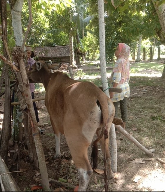 Pengobatan jembrana pada sapi bali jamtan di kecamatan  lengayang