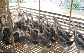 ITIK RATU, PETELUR HIBRIDA YANG UNGGUL