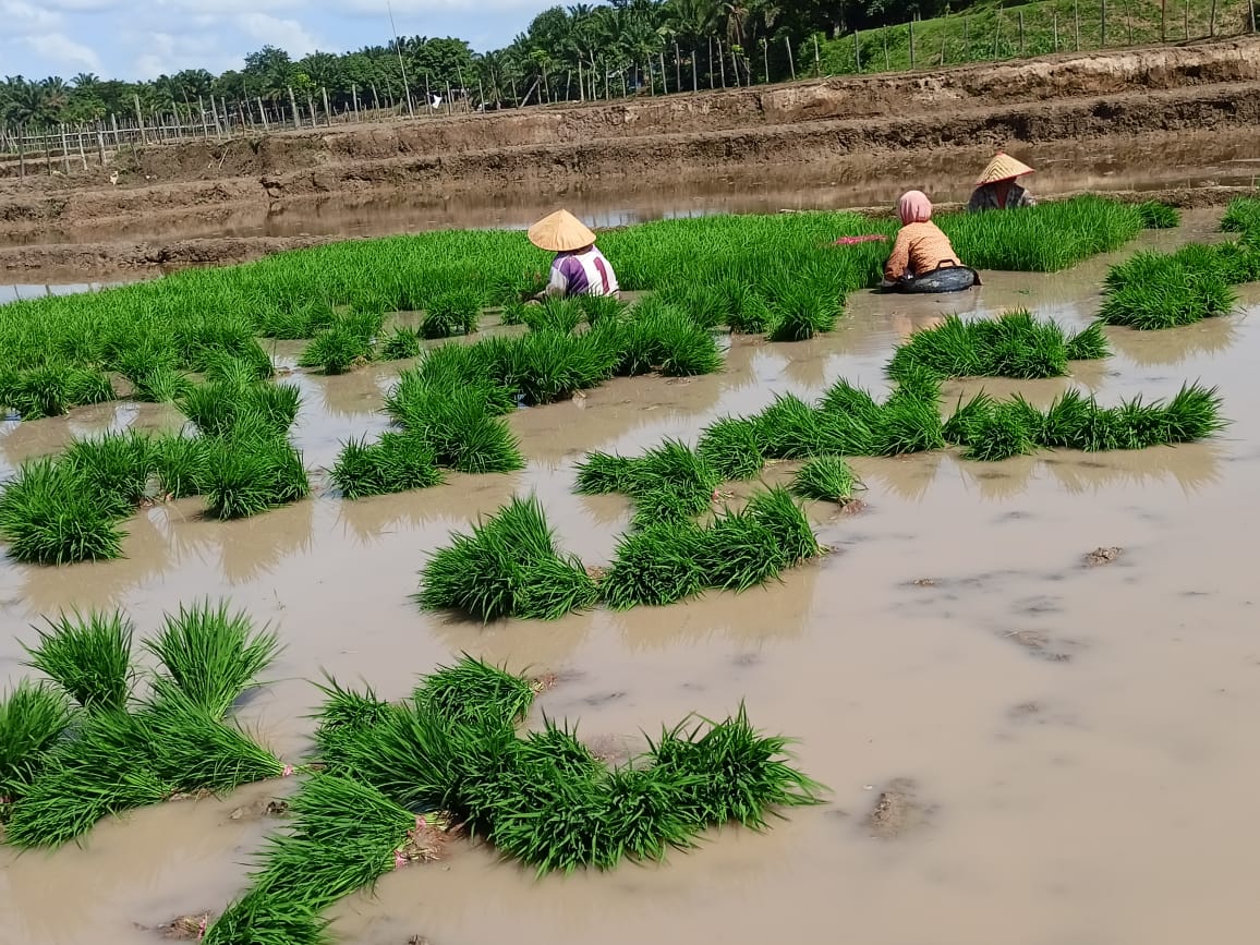 Pengendalian dini wereng coklat pada tanaman padi sawah