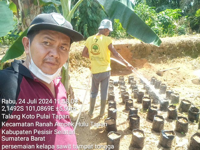 PENYIRAMAN BIBIT KELAPA SAWIT DI PEMBIBITAN NAGARI TALANG KOTO PULAI