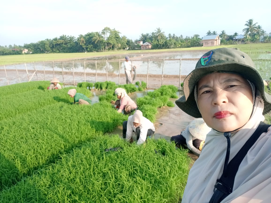 Penyuluhan teknis persiapan benih (pencabutan benih)padi sawah siap untuk ditanami di lahan sawah