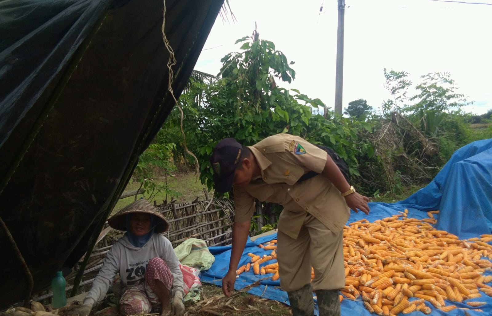 KRITERIA PANEN JAGUNG YANG BAIK DAN BENAR DIKECAMATAN RANAH AMPEK HULU TAPAN