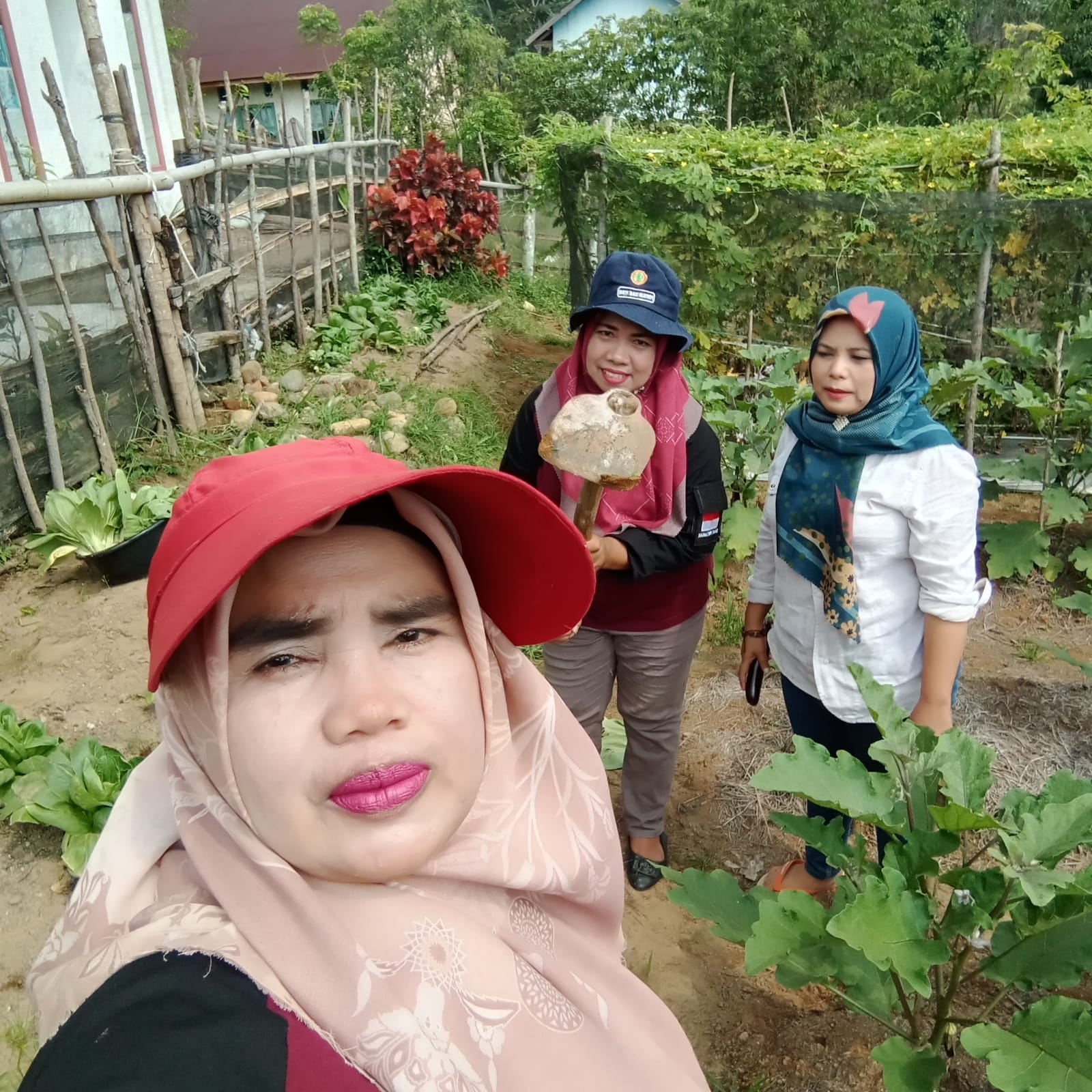 BUDIDAYA TANAMAN TERONG DI BPP RAHUL