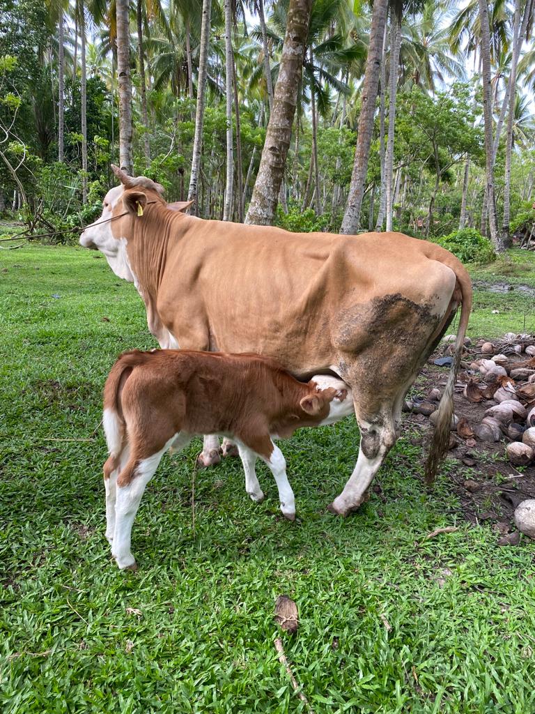 Hasil Inseminasi Buatan Pada Sapi