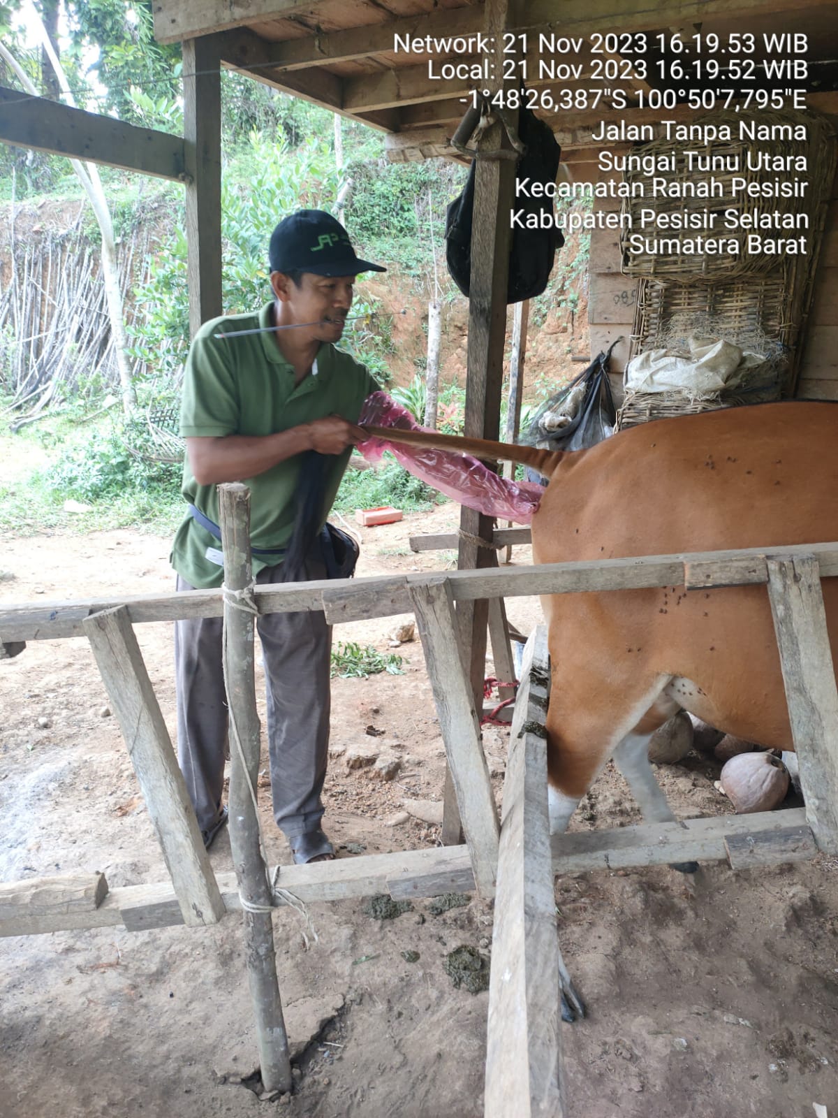 Inseminasi Buatan pada sapi 