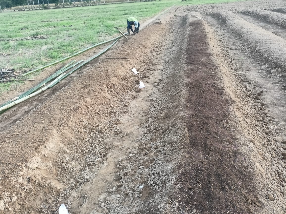 Persiapan lahan pada tanaman cabe dengan penambahan  kalsium dengan metode pengapuran