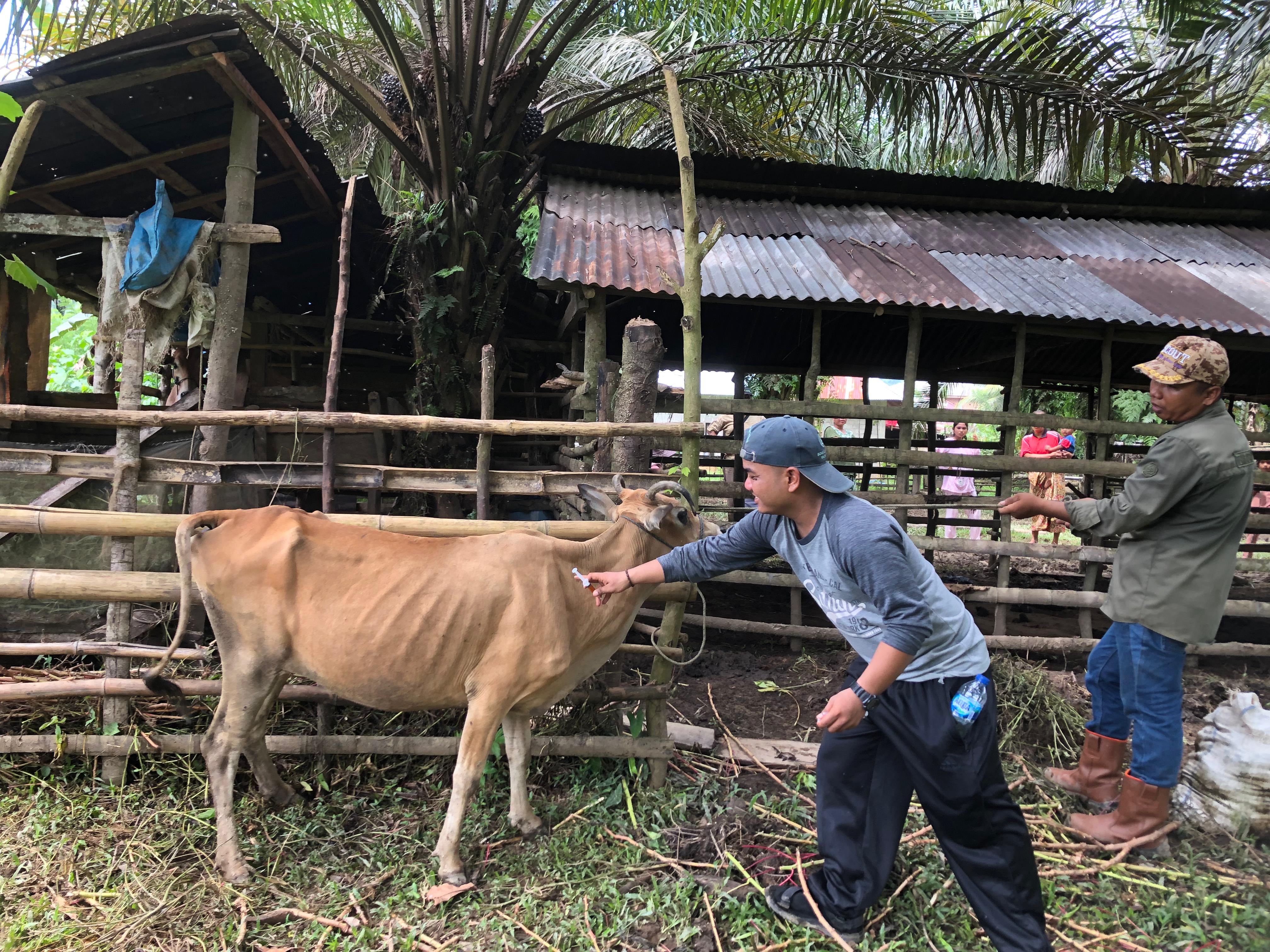 Pelayanan Kesehatan Hewan Di Kampung Koto Panjang Nagari Punggasan Timur Kecamatan Linggo Sari Bagan
