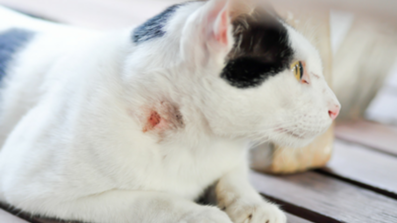 Kenali Penyebab Abses pada Hewan Kesayangan Anda