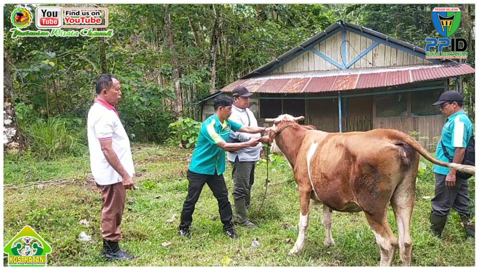 CEGAH PMK, DINAS PERTANIAN LAKSANAKAN VAKSINASI PMK DAN PEMASANGAN EARTAG DI KEC. IV JURAI