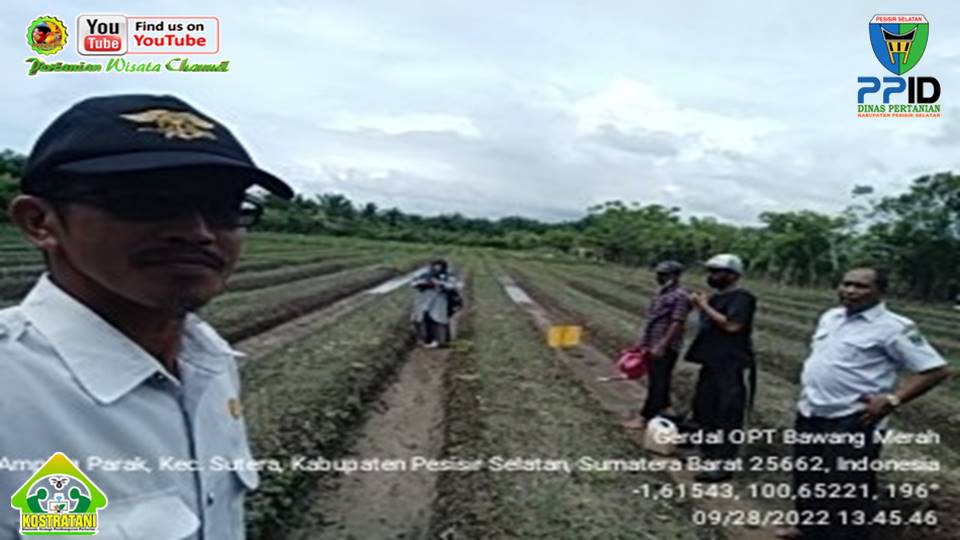 Kegiatan Gerakan Pengendalian (GERDAL) OPT Tanaman Bawang Merah Di Kec.Sutera