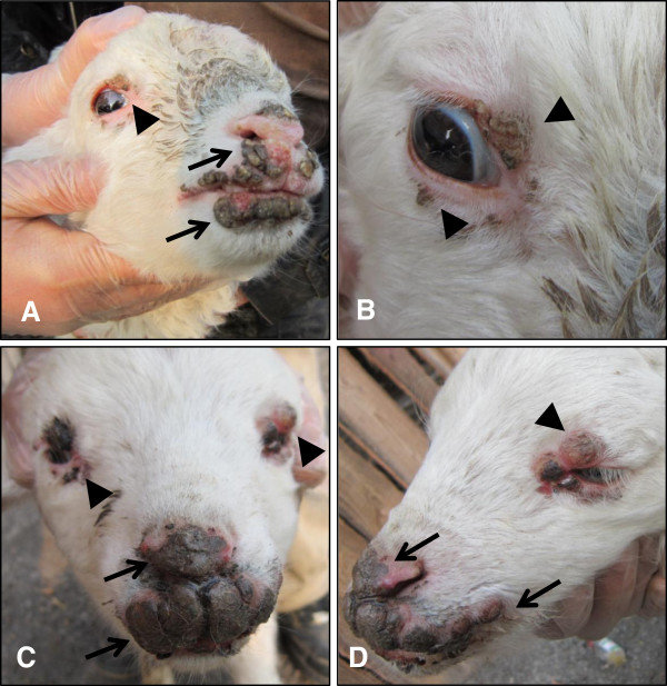 Penyakit ORF pada ternak kambing