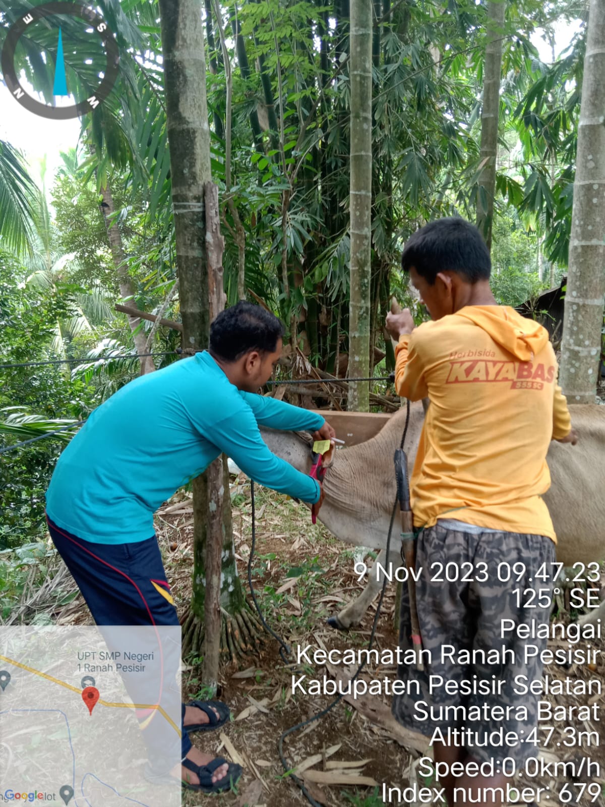 Penandaan dan Pendataan Ternak di Wilayah Kerja Puskeswan Padang Laban