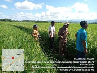 pengamatan tanaman padi di WKPP Batang Arah Nagari Tanjung Pondok