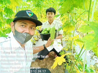 Panen peria di lahan BPP Rahul